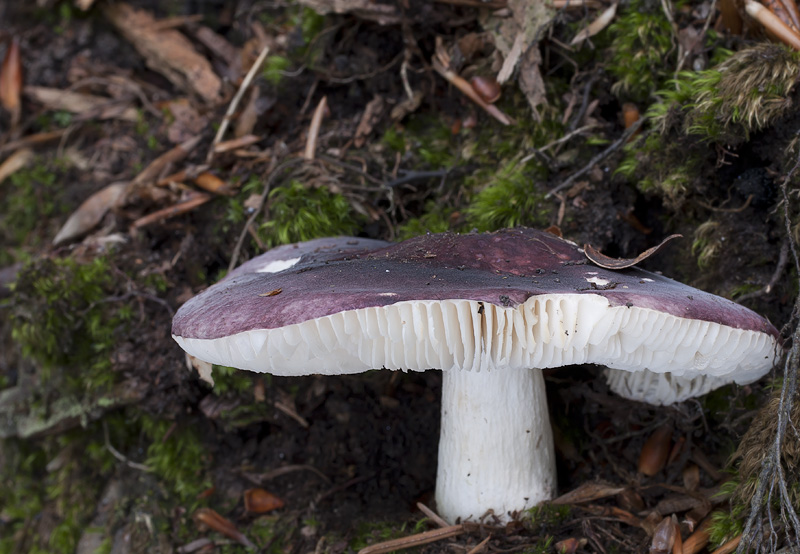 Russula amoeonoides